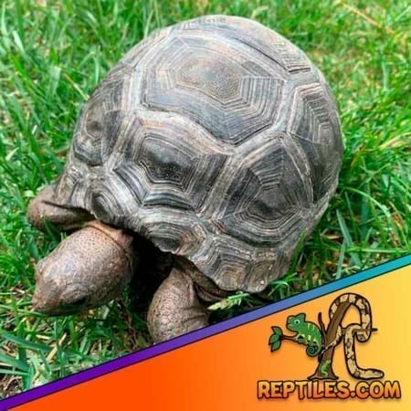 Aldabra tortoise for sale