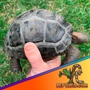 baby tortoises for sale