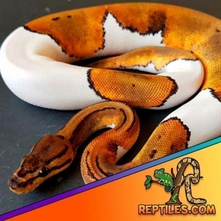 ball python for sale