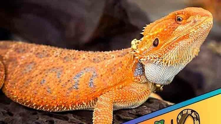 bearded dragons for sale Bearded Dragon for sale