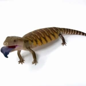 Blue tongue skink for sale