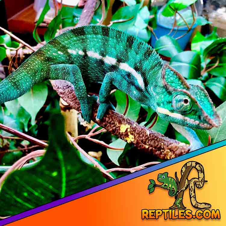 Chameleon for sale