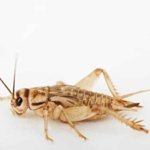 feeder crickets for sale