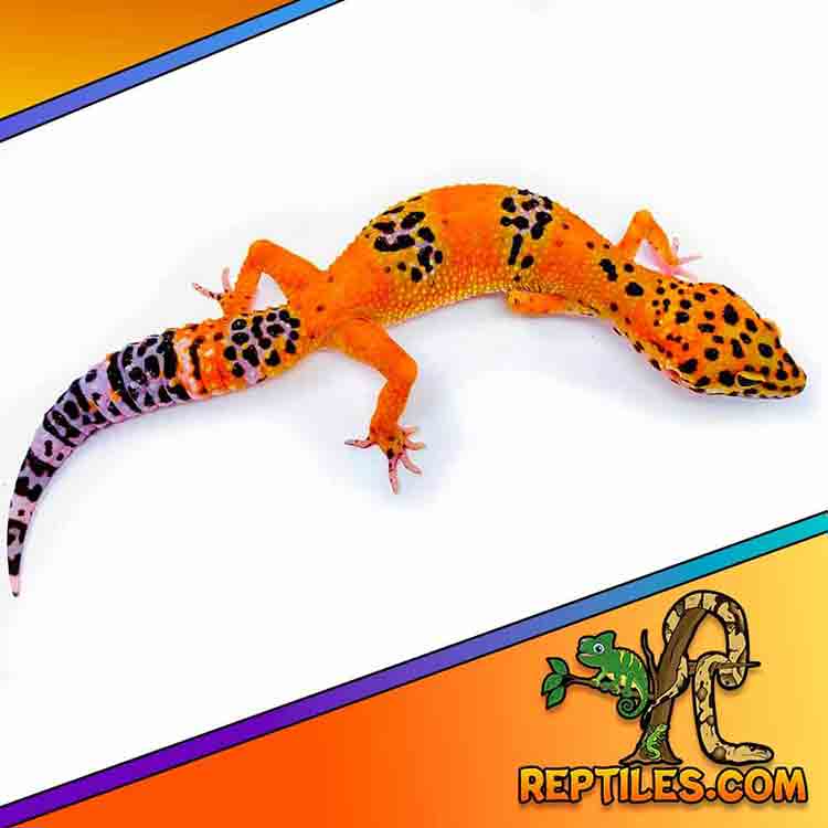 leopard gecko for sale