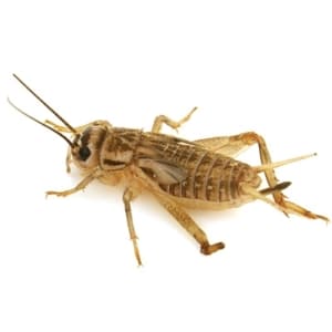 live feeder crickets