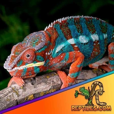 red body blue bar chameleon