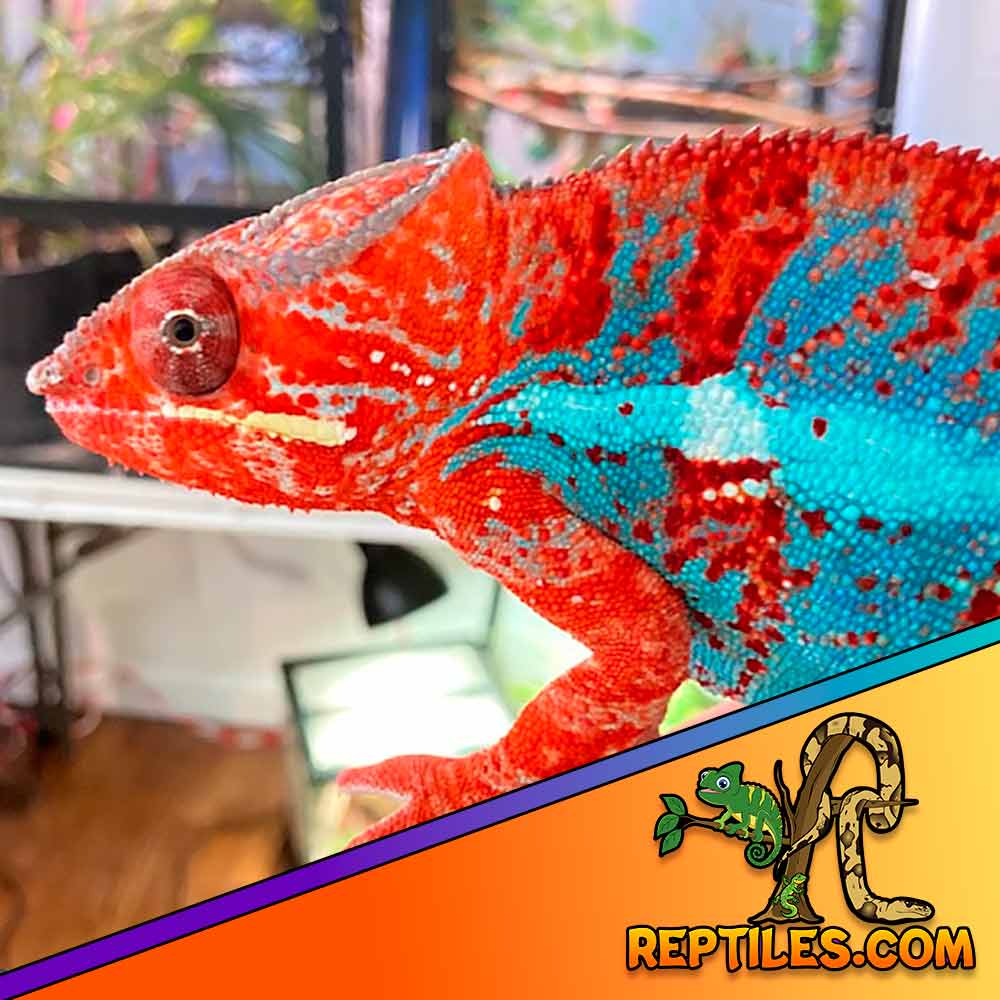 Red body blue bar panther chameleon