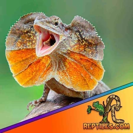 Frilled Dragons for sale