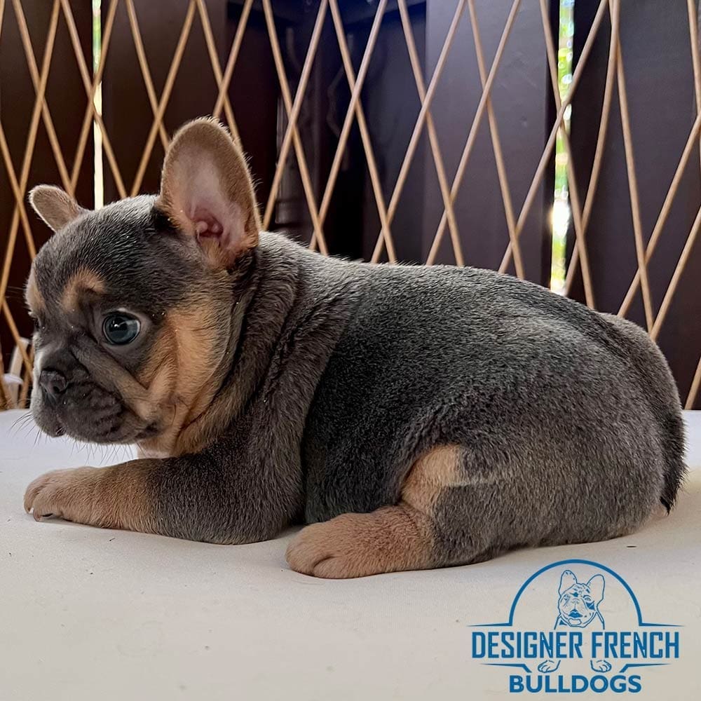 French Bulldog puppies for sale near me