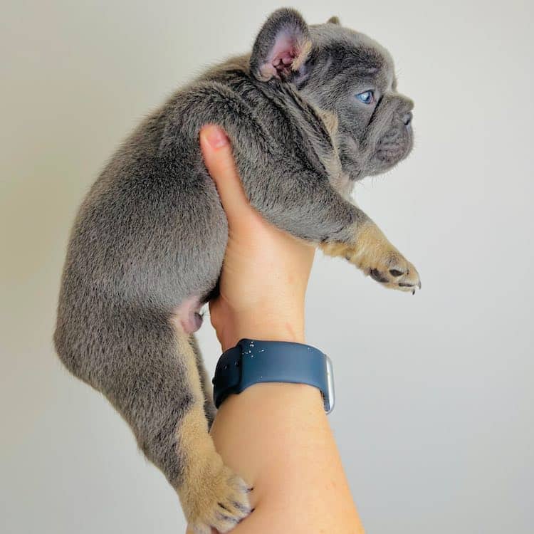 French Bulldogs for sale near me