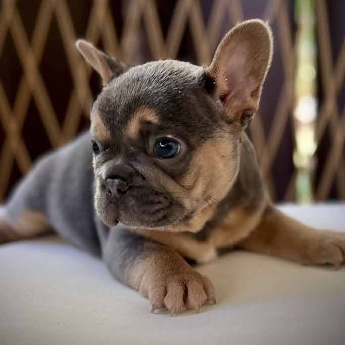 Frenchie Puppies for sale French Bulldogs for sale near me