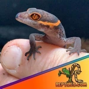 Chinese cave gecko