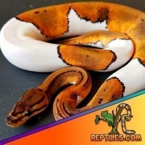 pied ball python for sale