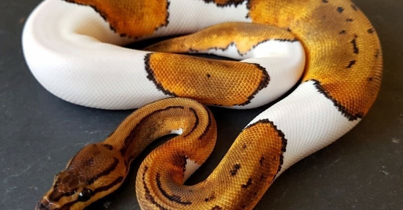 ball python for sale