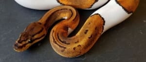 ball python for sale