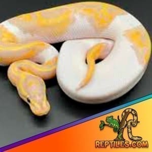 banana pied ball python