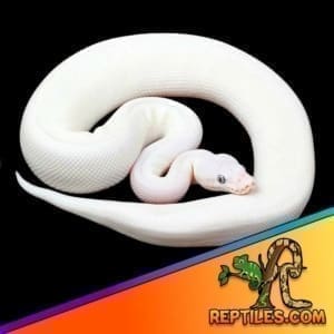 blue eyed leucistic ball python for sale