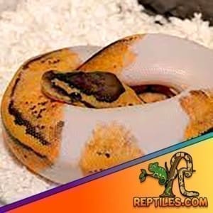 Pastel pied ball python