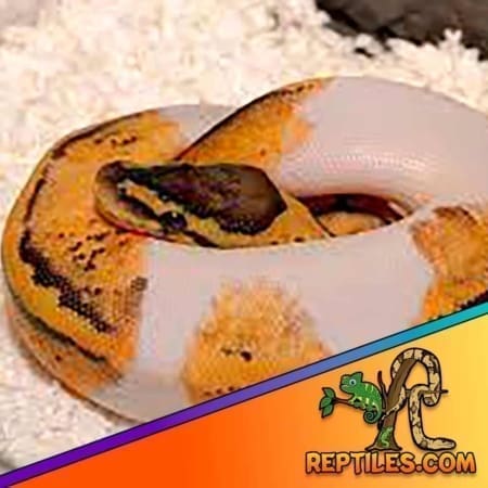 Pastel pied ball python