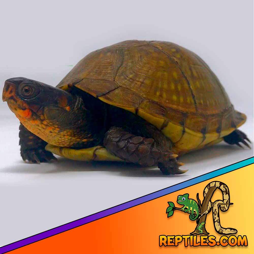 box turtles for sale