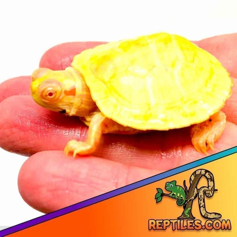 Albino slider turtle for sale baby Albino slider turtles near me price