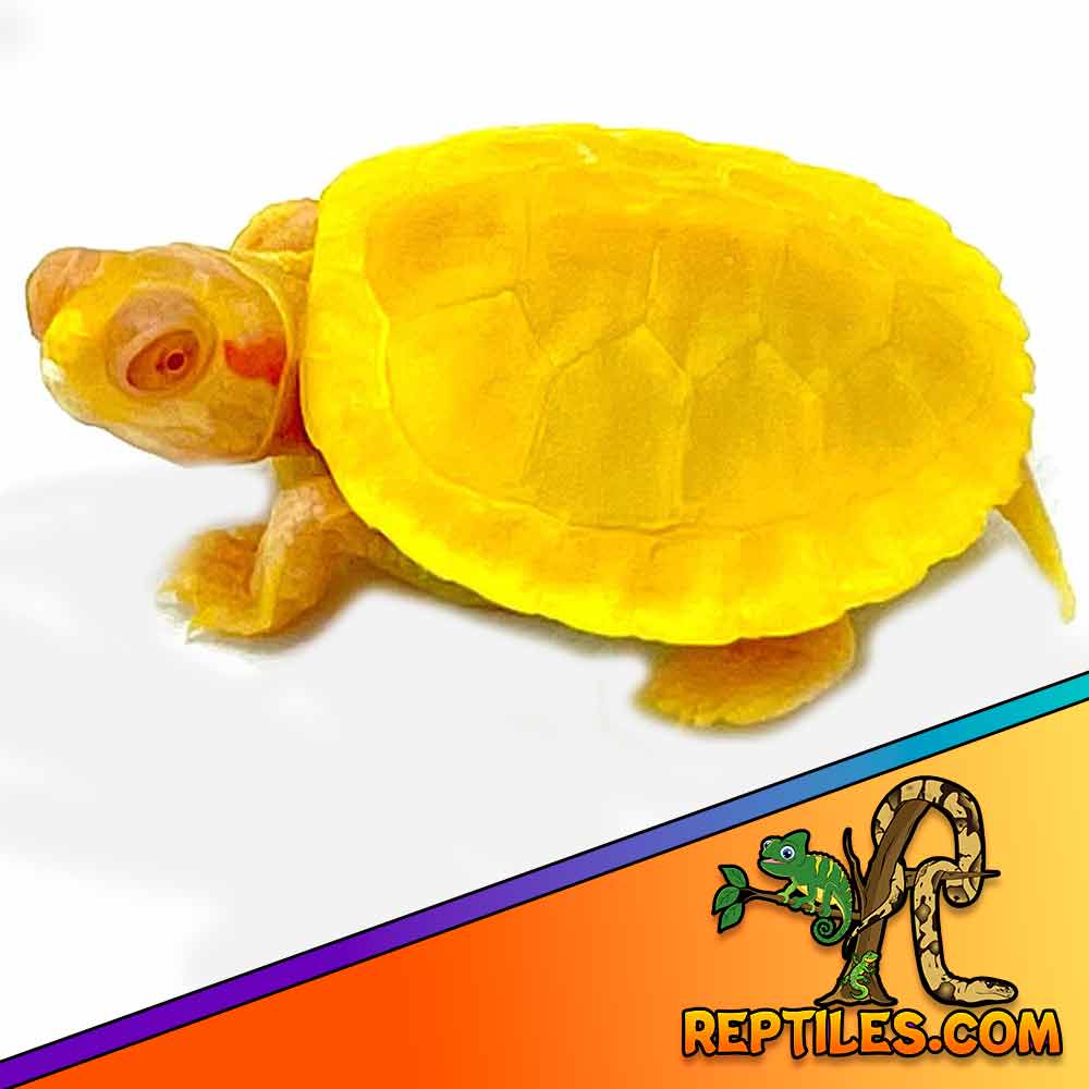 Albino Slider turtles