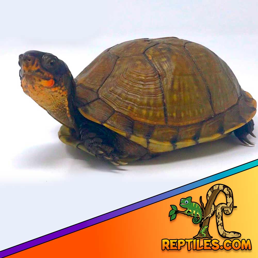 3 toed box turtle for sale