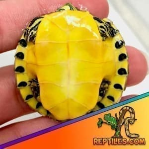 baby slider turtle for sale