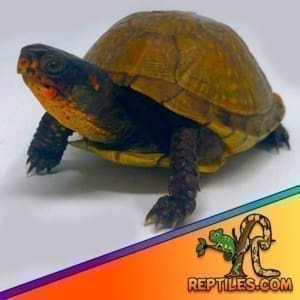 box turtles for sale near me