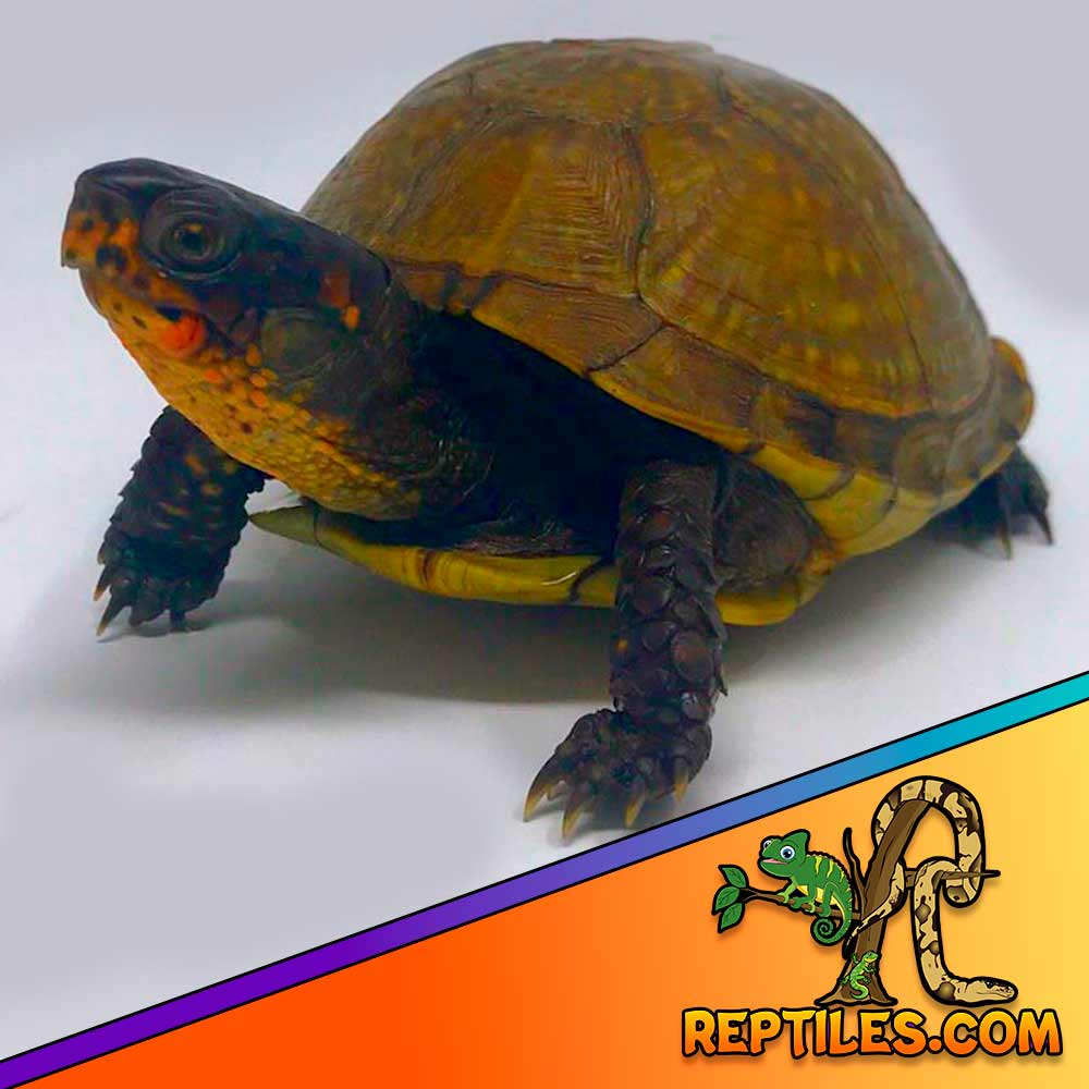 box turtle sale