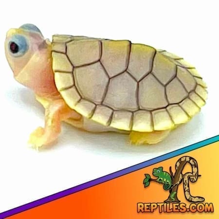 Caramel Albino Slider turtle