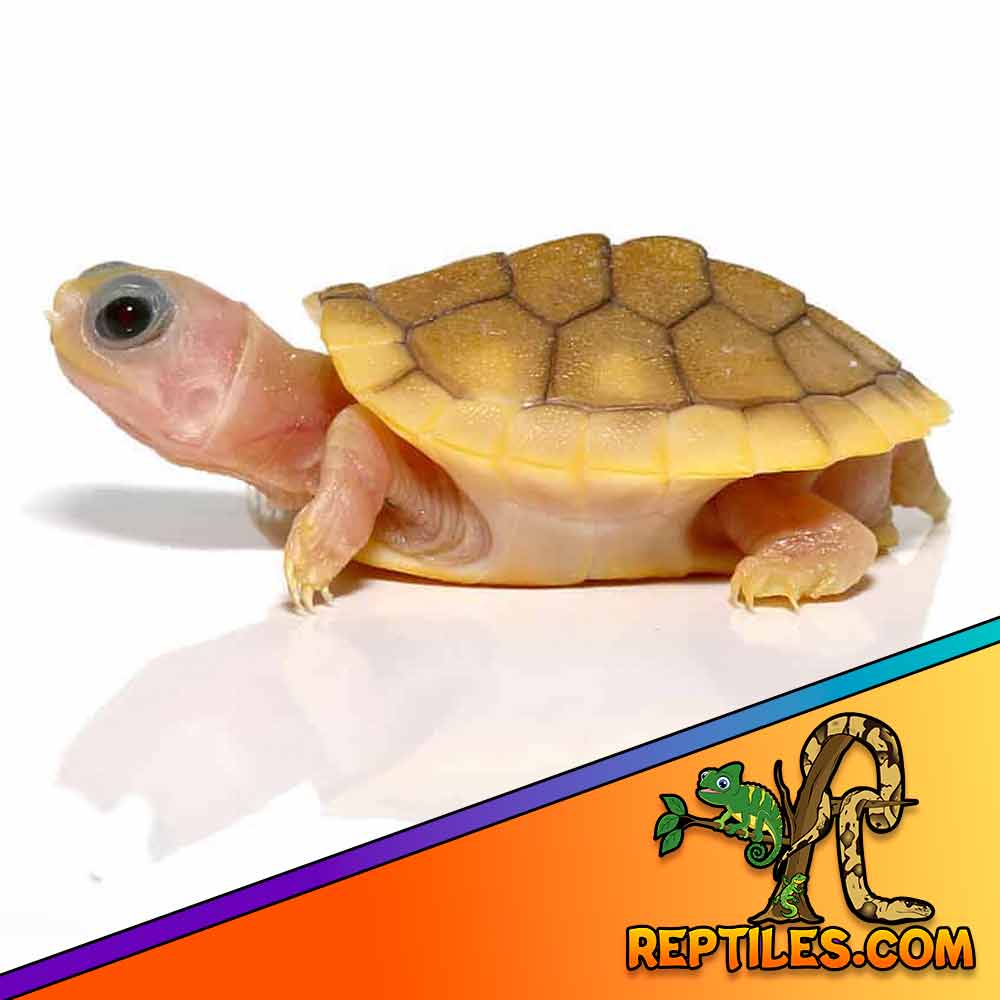 caramel albino slider turtle for sale