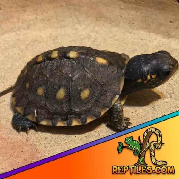 Eastern box turtle cost