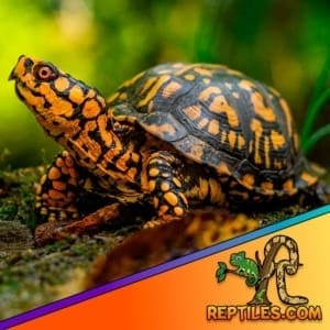 eastern box turtle