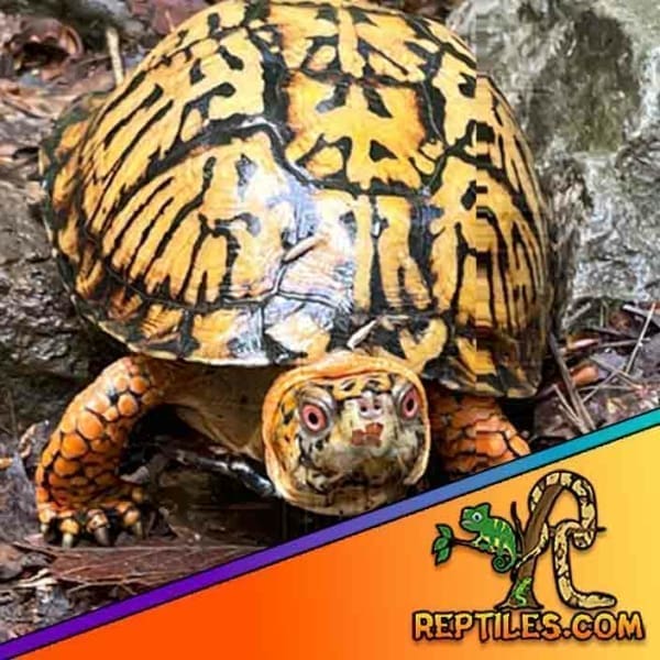 Eastern box turtle for sale