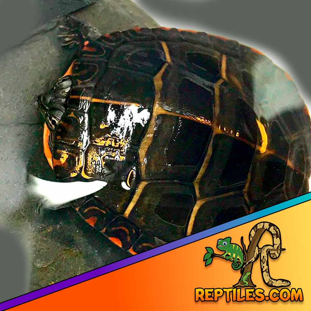 Eastern painted turtle for sale