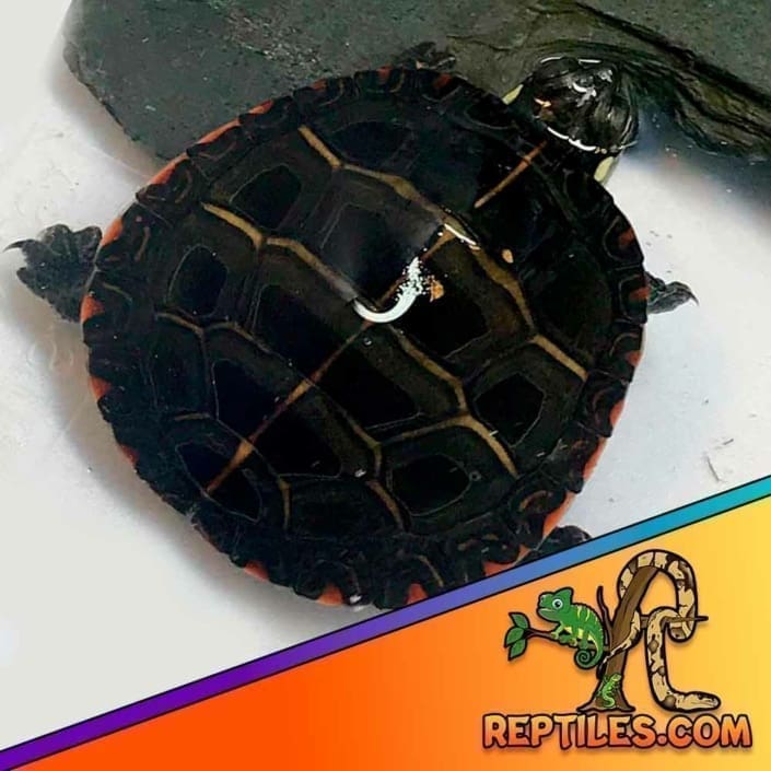 Eastern Painted turtle