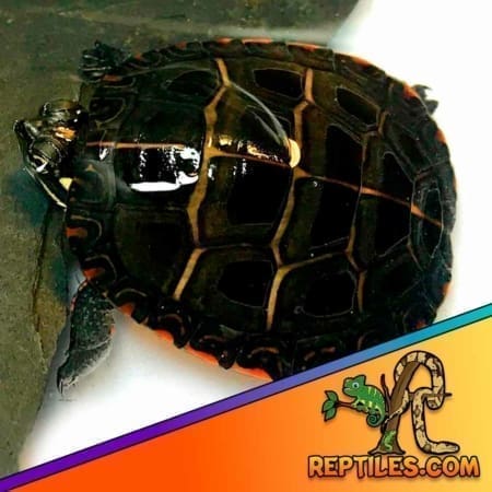 eastern painted turtle for sale