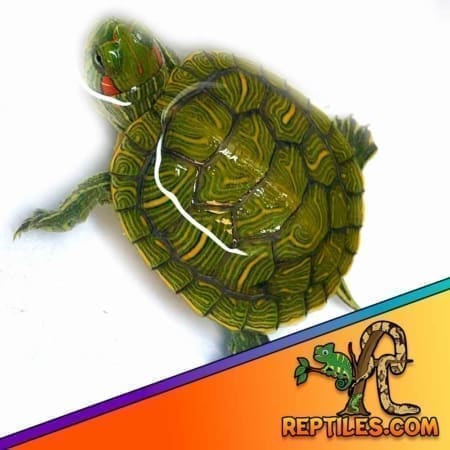 red eared slider turtle