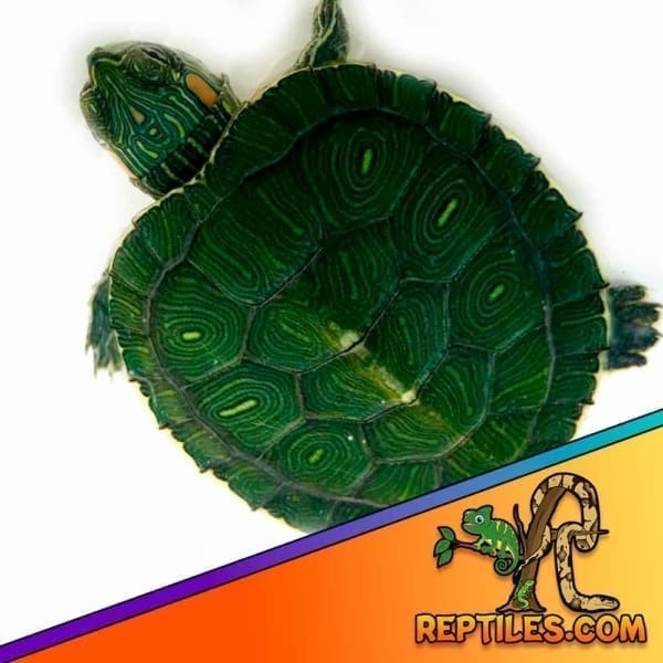 red eared slider turtle for sale