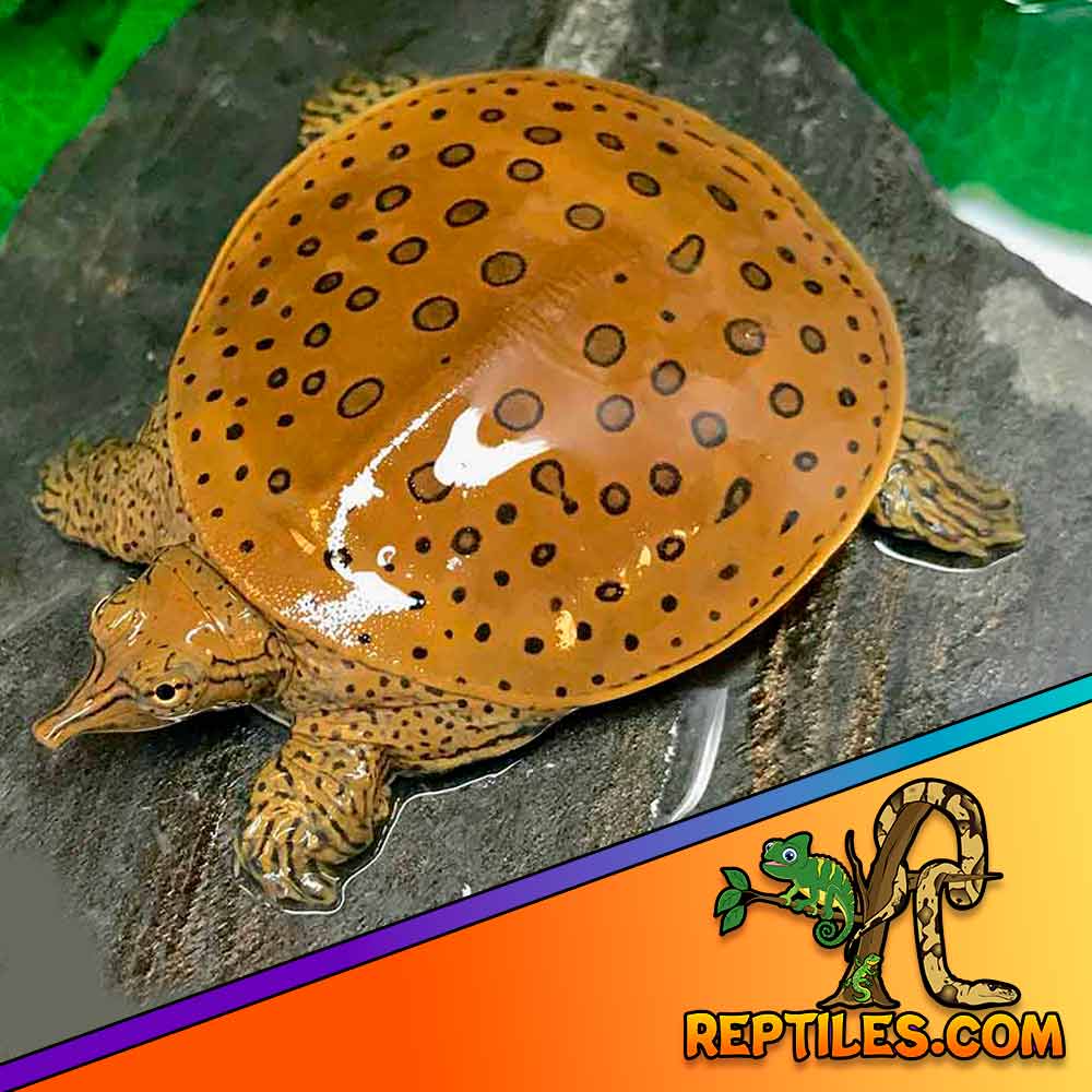 Spiny softshell turtle for sale