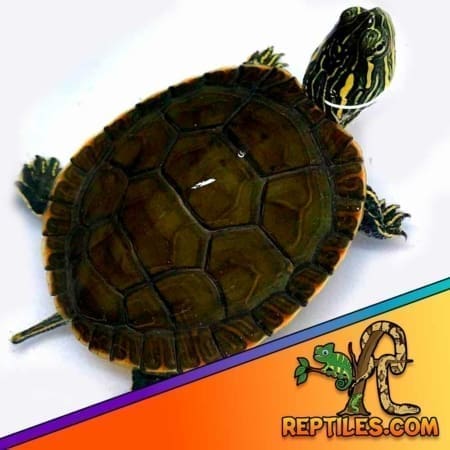 Western painted turtle