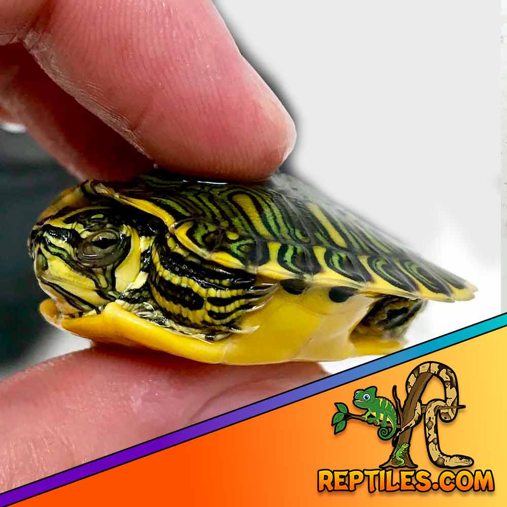 yellow belly slider turtle