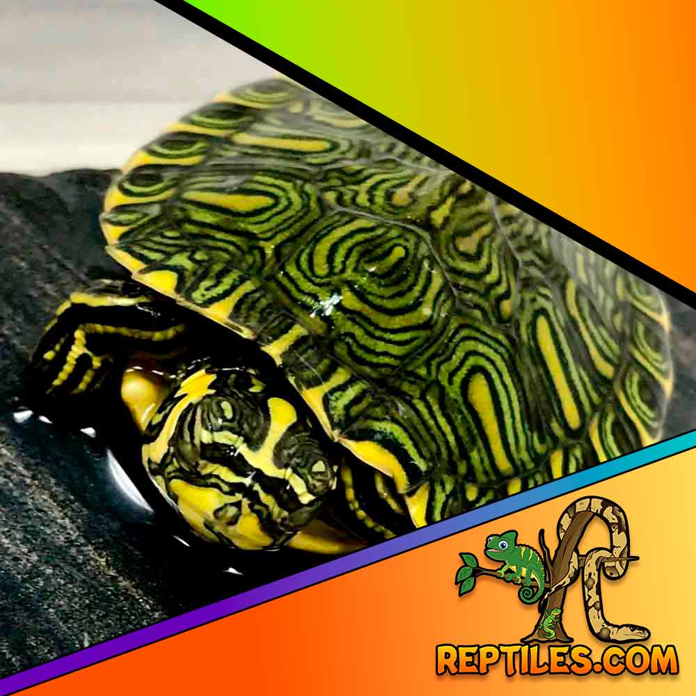 yellow belly slider turtle for sale