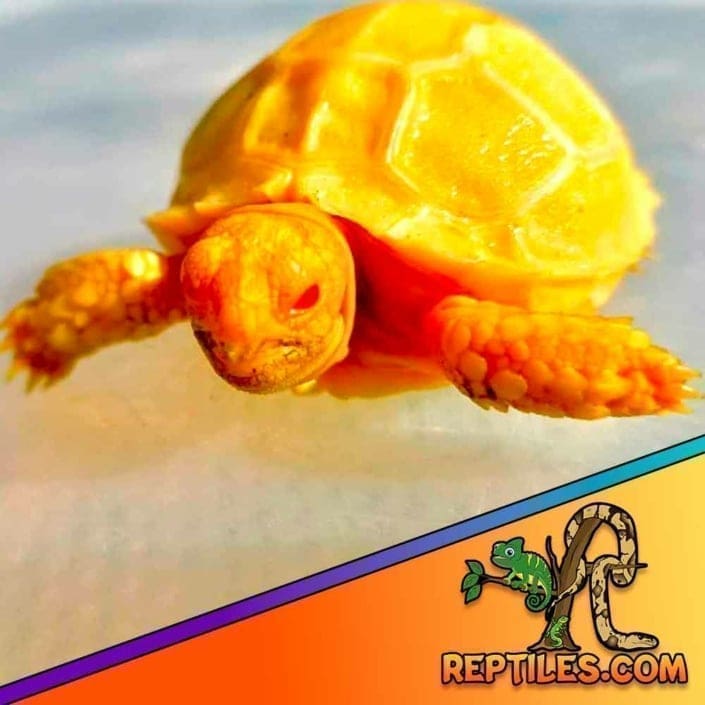 Sulcata tortoise for sale near me | baby Sulcata tortoises for sale