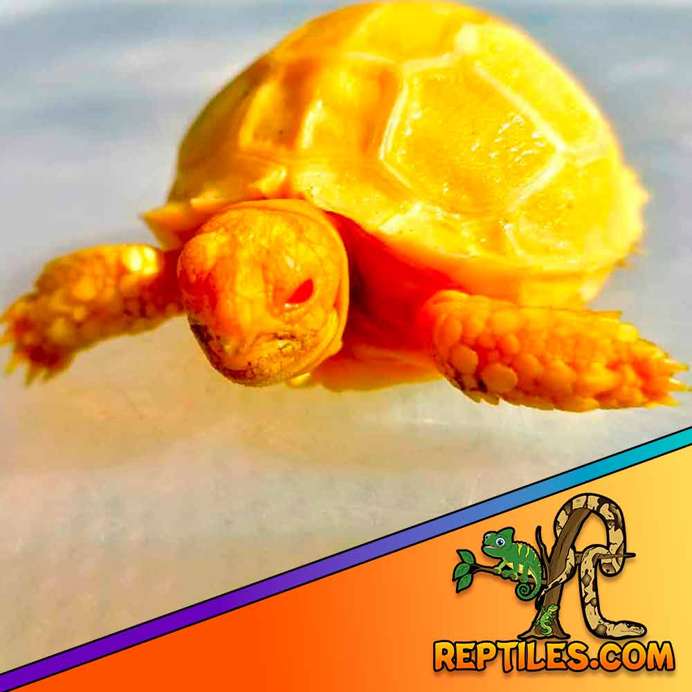 Albino Sulcata tortoise for sale