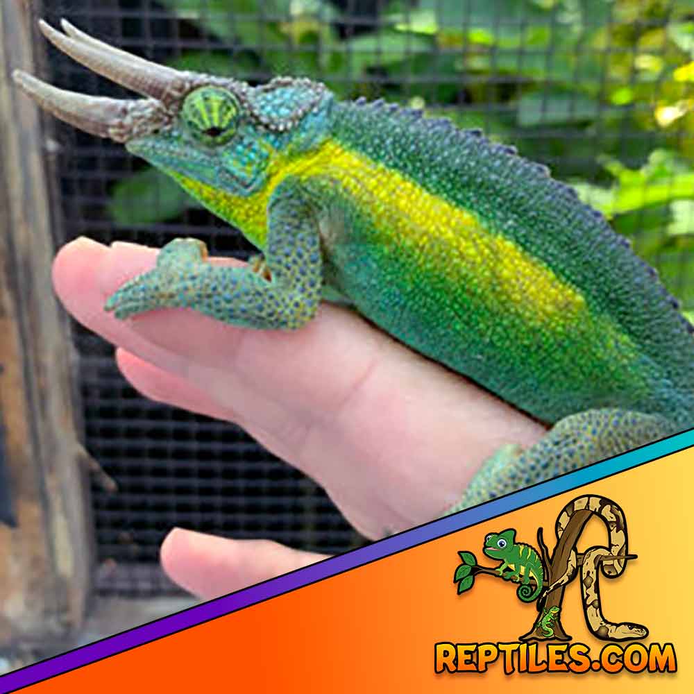 Rainbow Jacksons Chameleon