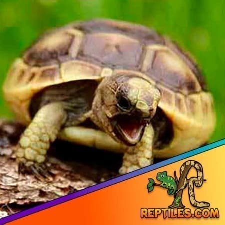 Greek tortoise for sale