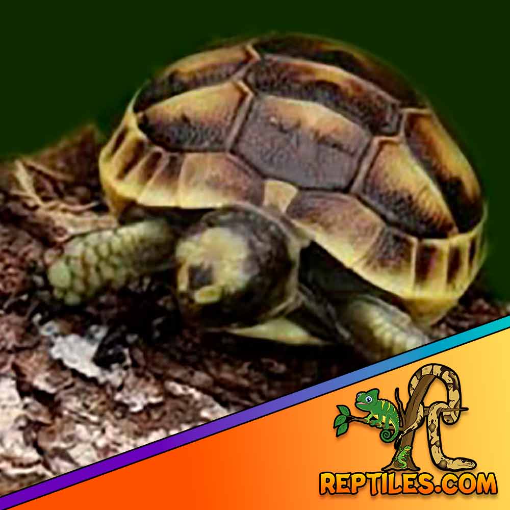 Ibera Greek tortoise for sale