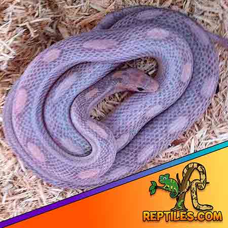 corn snake for sale